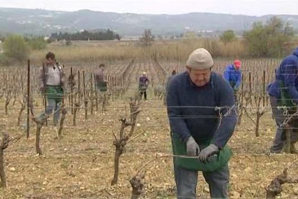 Une centaine de viticulteurs pratique le biocontrôle et accroche des capsules de phéromones dans les vignes de Pépieux (Aude) - 1/04/2016