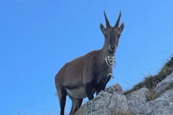 Un bouquetin avec des crampons d'alpinisme coincés dans la gueule a été observé en Haute-Savoie.