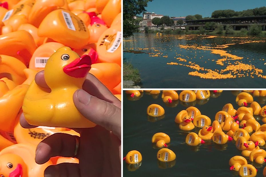 Amboise : une Duck Race sans canard en plastique dans la Loire