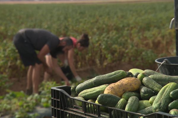 Le couple d'agriculteurs de la Somme compte produire près de 6000 pots de cornichons bios cette année.