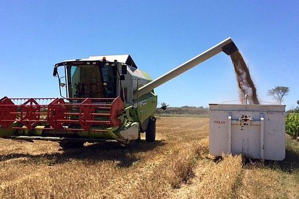 Minervois (Aude) - le début des moissons - 23 juin 2016.