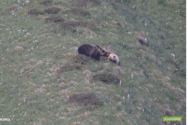 Images tournées dans les Pyrénées en mai 2020