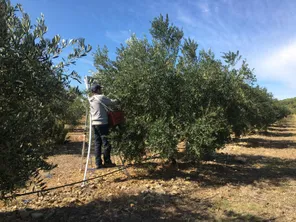 La cueillette des olives bat son plein. C'est notamment le cas à la coopérative l'Oulibo dans l'Aude. Les 750 coopérateurs soignent tout particulièrement la Lucques, cette olive permet à bon nombre de viticulteurs d'obtenir des revenus compléentaires pour surmonter la crise qu'ils affrontent.