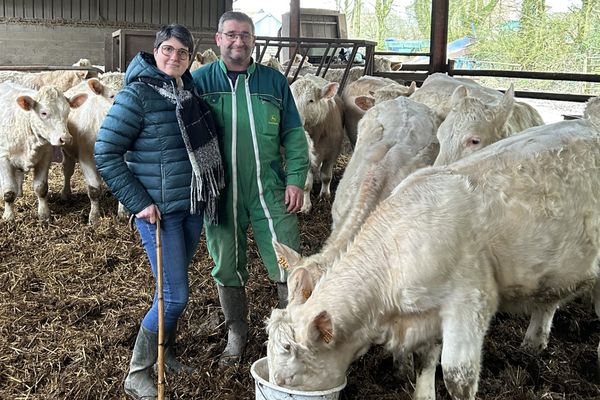 A Saint-Clément, dans le Nord de l'Aisne, Jeanne et David Heyse polyculteurs et éleveurs de charolaises bénéficient désormais de la location de terres achetées par le GFAM de la région de Vervins.