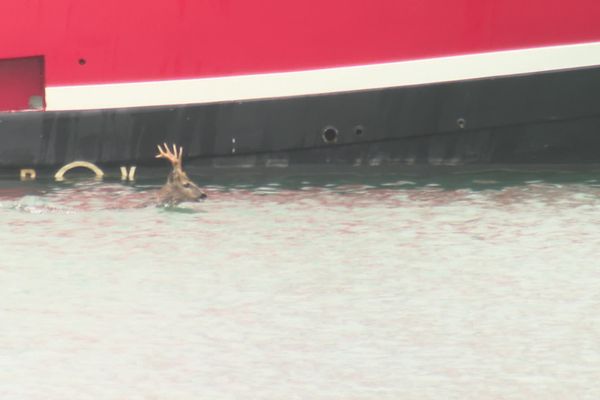 Un chevreuil est tombé dans le port de Courseulles-sur-Mer (Calvados). Après dix longues minutes, l'animal a réussi à se sortir de l'eau. Sain et sauf, il est reparti dans la nature.