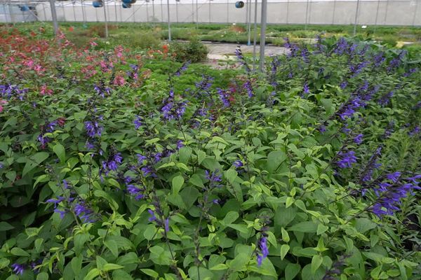 A Vichy, pas moins de 75 personnes travaillent à la beauté des espaces verts.