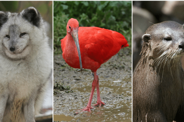 De nouvelles espèces sont arrivés au zoo de Lille comme le renard polaire, l'ibis rouge ou la loutre cendrée. 