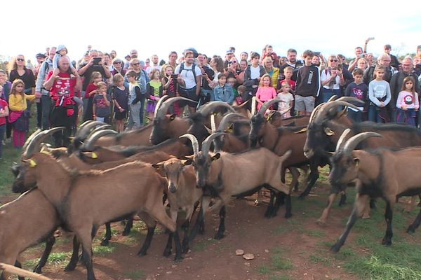 1 100 personnes ont assisté à la "Transhubique", la transhumance des chèvres et boucs de l'exploitation du lycée de Davayé (Saône-et-Loire), ce dimanche 30 octobre.