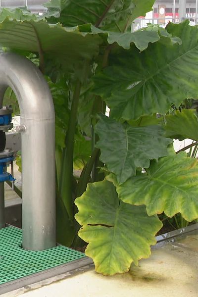 Des plantes exotiques servent à filtrer les eaux usées à Saint-Amand-Montrond