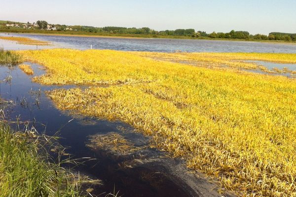 Les champs d'orge de printemps sont toujours sous les eaux