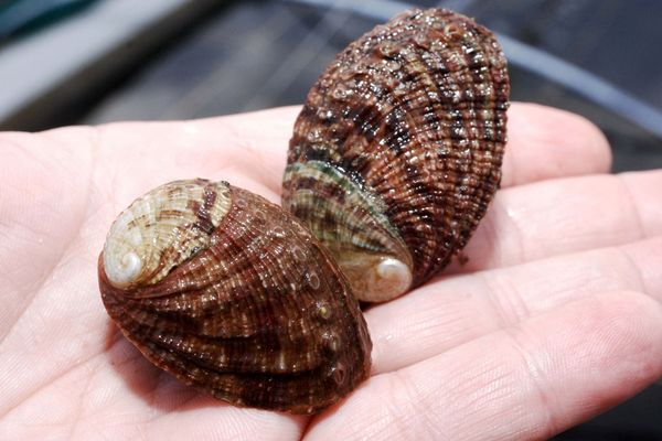 PLOUGUERNEAU (29) : les ormeaux naissent et grandissent dans la première écloserie bretonne