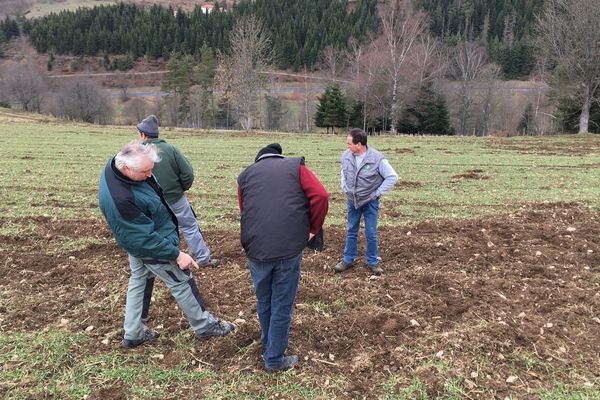 Dans les champs, les agriculteurs constatent les dégâts faits aux cultures par les sangliers.