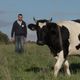 La vache Bretonne Pie Noir a longtemps été délaissée au profit de vaches plus productives comme les Limousines. Toutefois, aujourd'hui, plusieurs éleveurs tentent de la faire connaître de nouveau en France où elle a eu une place importante avant la Seconde Guerre mondiale.