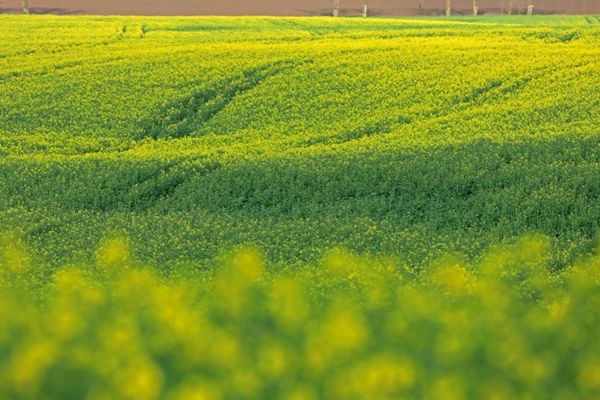 L'ozone est un polluant difficile à éliminer. L'agriculture est à la fois victime et en partie responsable de sa progression, notamment en Auvergne-Rhône-Alpes, où un plan inédit va être lancé par la Dreal