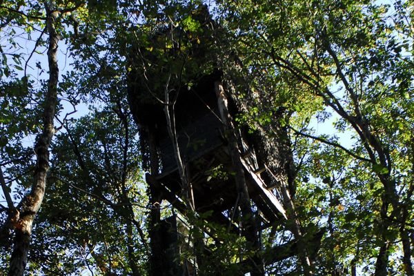 Une palombière posée à la cime des arbres (image d'illustration)