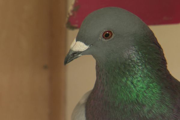 220 pigeons voyageurs seront lâchés depuis la Creuse et devraient revenir dans l'Aisne en septembre.