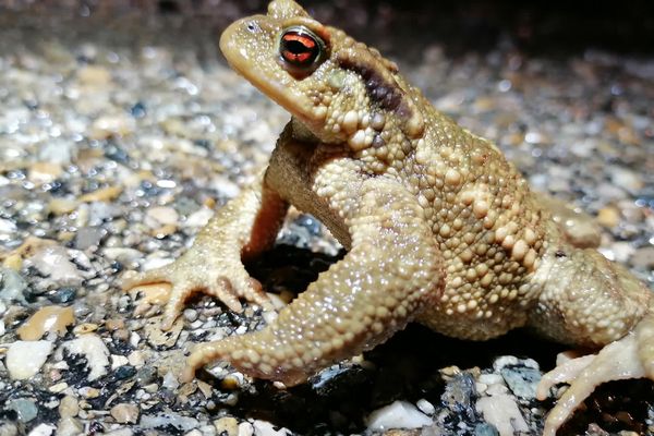 A La Capelle-et-Masmolène, dix espèces d'amphibiens ont été recensées.