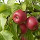 Story, une pomme conçue pour réduire le recours aux pesticides