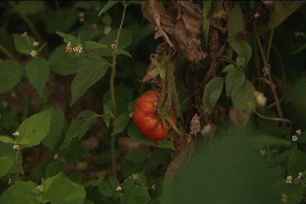 Les tomates sèchent sur leur plant.