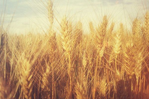 Un air de campagne sur la Canebière ce samedi après-midi.