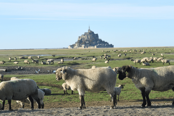 Les agneaux du prés salés de la Baie du Mont Saint-Michel 