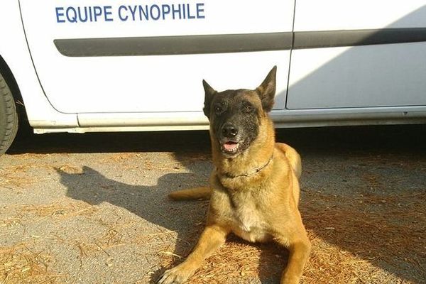 Gibson, chien berger belge malinois de l'équipe "piste-défense" du Groupe d'Investigation Cynophile (GIC) de la gendarmerie de Perpignan