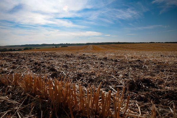 Les agriculteurs de la région ont subi de plein fouet un épisode de sécheresse long de plusieurs mois.