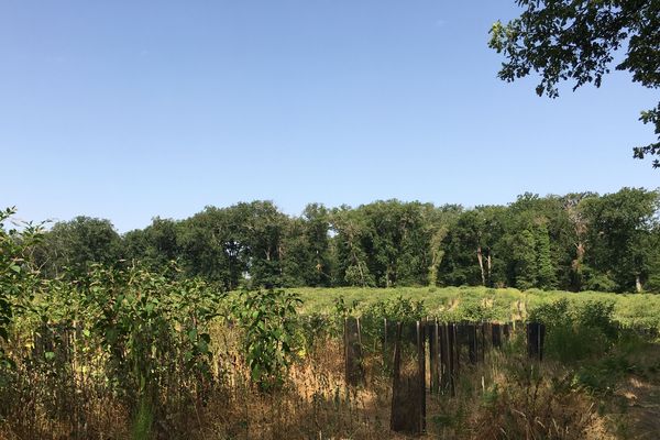 Les jeunes plantes souffrent de la chaleur et manquent d'eau pour se développer.