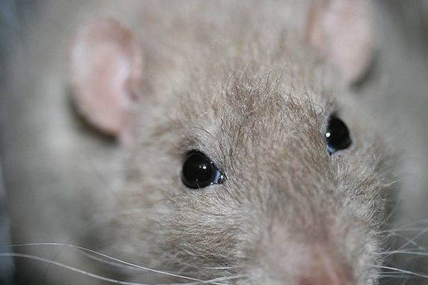 Des centaines de rats ont été retrouvés au domicile d'une habitante de Fougères