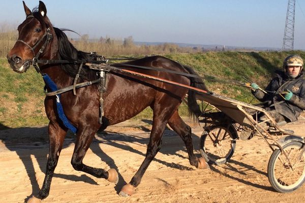 BoldEagle à l'entraînement au Ménil-Bérard sur la piste de l'écurie Guarato