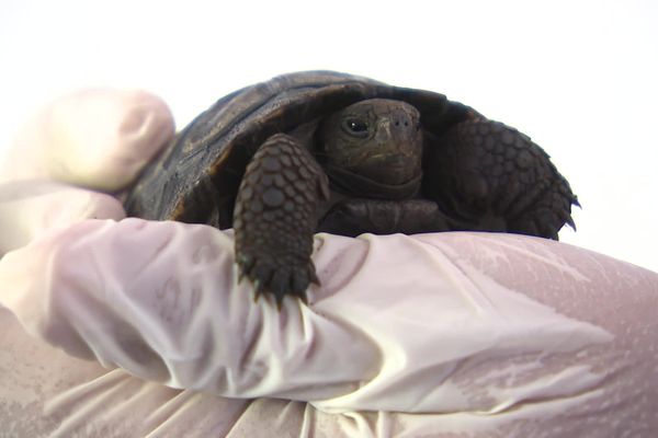 Pour la première fois en France, une tortue géante des Galapagos, espèce en danger d'extinction, est née en captivité à la cité des tortues A Cupulatta, en Corse du Sud.