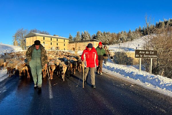 Transhumance de brebis dans le Gard, mardi 30 novembre 2021.