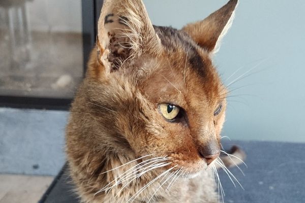 Grizzli, âgé de 17 ans, avait disparu depuis 13 ans. Il a été retrouvé vendredi 15 novembre 2024.