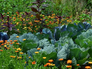 Jardinage : quelques astuces à connaître sur les cultures associées fleurs  fruits et légumes