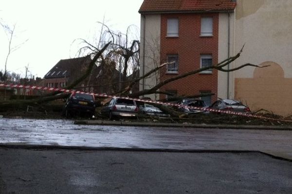 L'arbre s'est écrasé sur toute la rangée de véhicules stationnés.