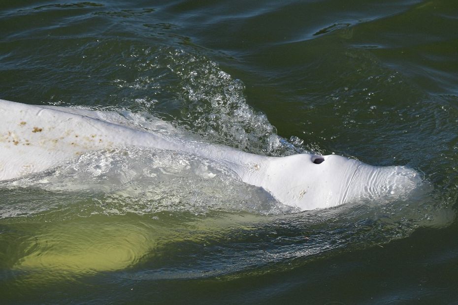 A race against time to save the beluga stranded in the Seine