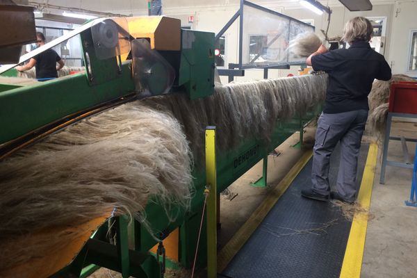 Dans la coopérative du Neubourg, Le lin est passé au teillage, on extrait la fibre de lin de la tige puis au peignage et au filage