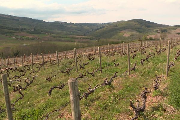 Dans les 10 ans à venir, la moitié des viticulteurs du Beaujolais vont partir à la retraite, soit 800 exploitants.