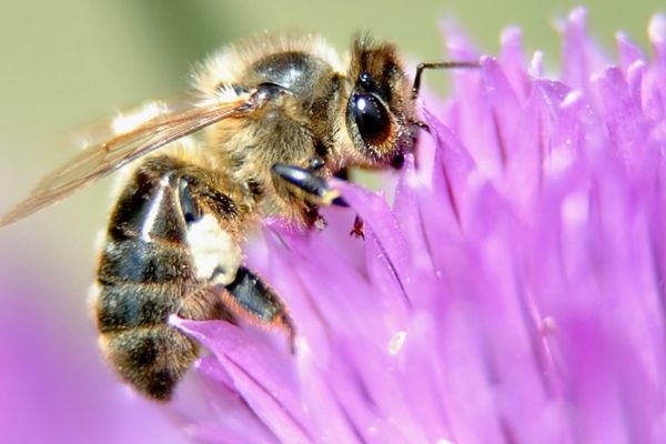 Disparition de colonies d'abeilles, surcroît de travail et baisse de la production de miel. C'est dans ce contexte que des professionnels de l'apiculture se réunissent durant deux jours, à Saint-Ours-les-Roches, dans le Puy-de-Dôme.