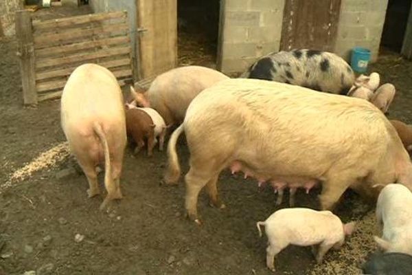 Emmanuelle Reggeti élève des cochons en Haute-Corse.