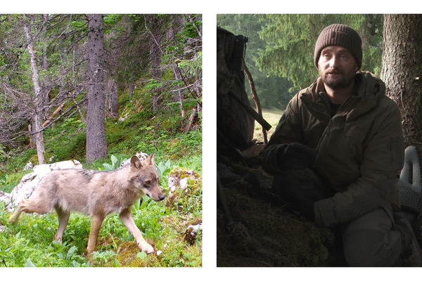 Depuis petit, Julien Régamey, est un passionné du loup.