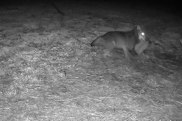 Sur cette vidéo prise en plein champ à Genas près de Lyon, on reconnait précisément les techniques de chasse du canidé