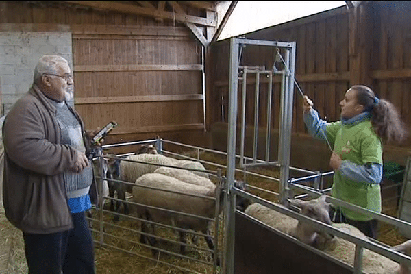 Damaris Val, élève au lycée agricole d'Annonay en train de trier les brebis