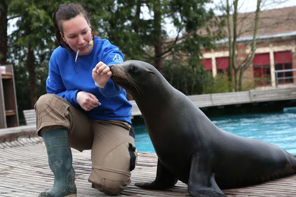 Une des otaries du parc zoologique d'Amiens, en mars 2019.