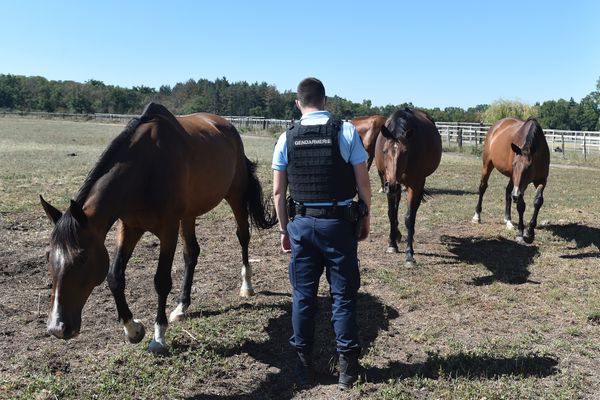 Carte Dans Les Hauts De France Une Dizaine De Chevaux Ont Ete Tues Ou Blesses Depuis Le Mois De Mai