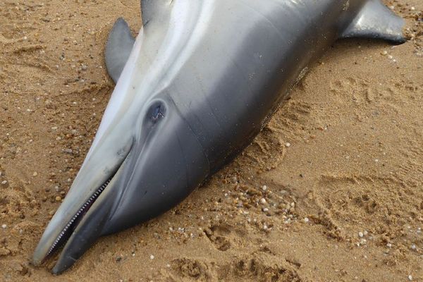 Dauphin commun échoué en Vendée - 4/02/2019