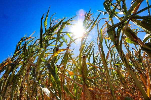 Vers une quatrième vague de canicule dès la semaine prochaine ?