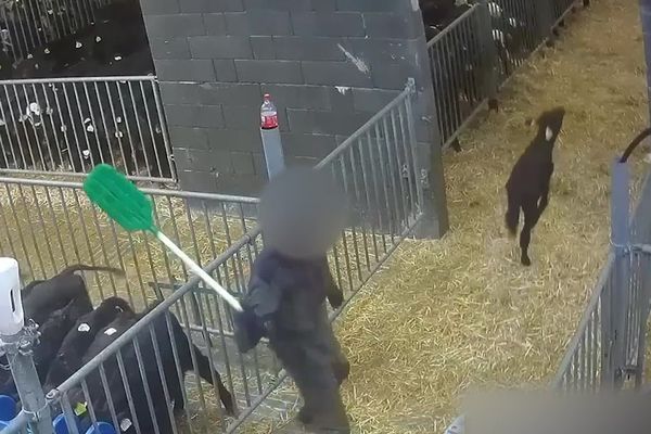 Une nouvelle vidéo dénonce les traitement infligés aux animaux dans un centre de transit pour bétail situé dans le Cotentin