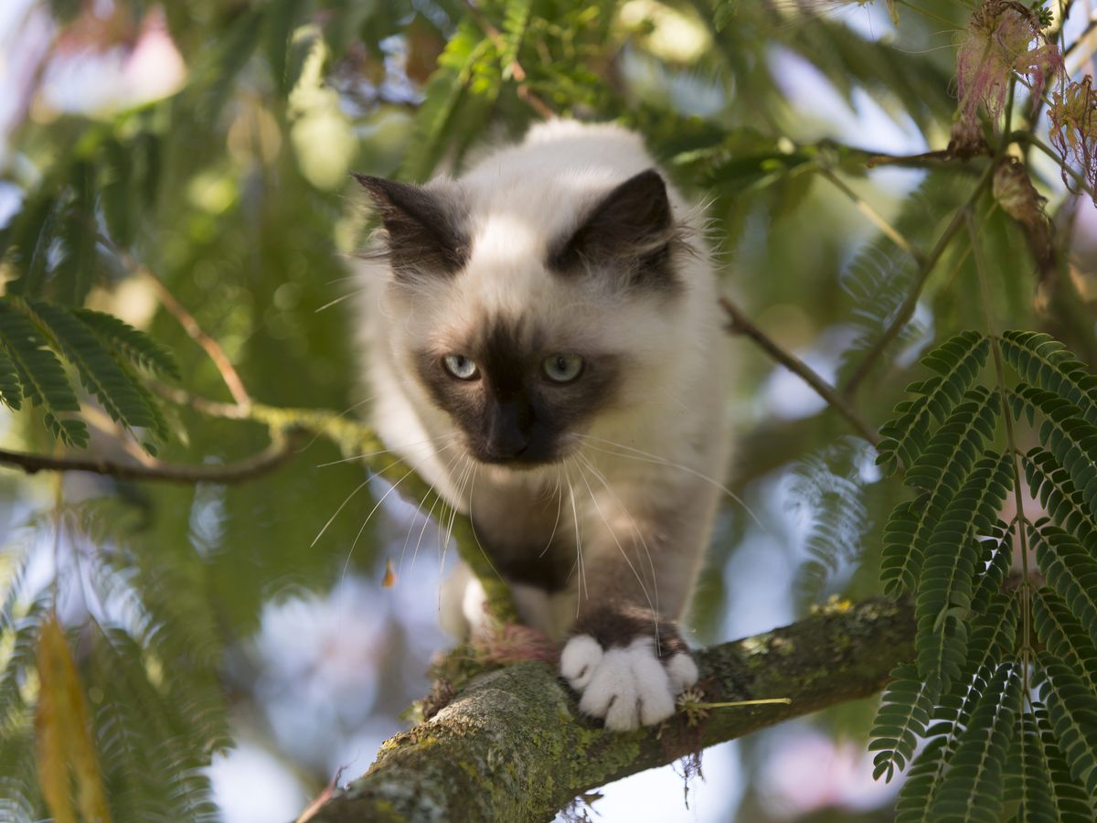 Chat Perche La Solidarite A Caen Pour Sauver Des Chats Bloques Dans Un Arbre Ou Sur Un Toit