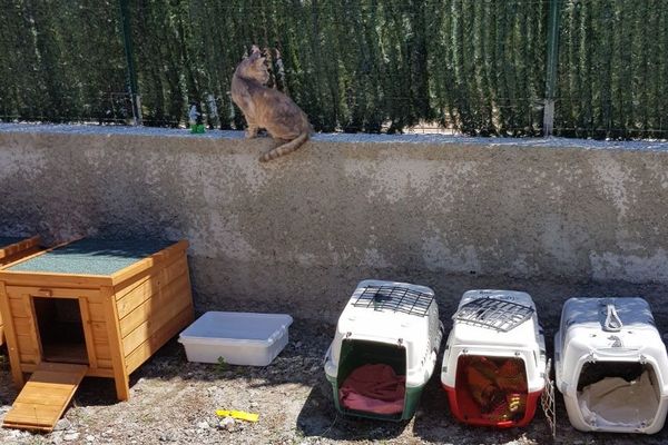 Cette chatterie, située en Centre Corse, pourra accueillir une cinquantaine de félins. 